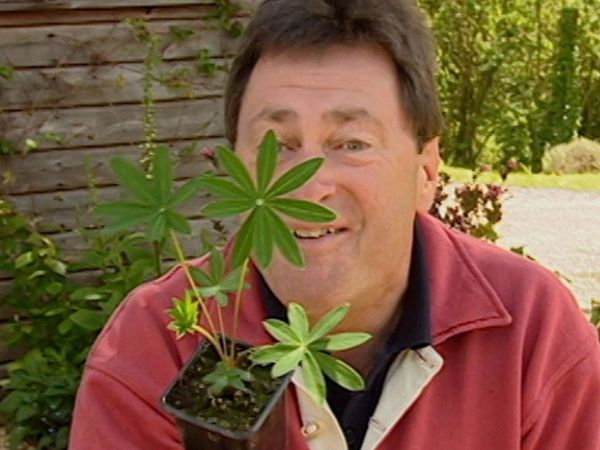 How to Be a Gardener - Cottage Garden