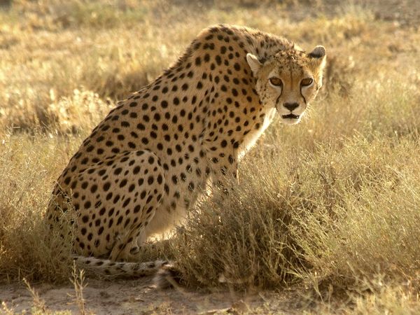 Wild Iran - To the South