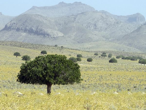 Wild Iran - To the North