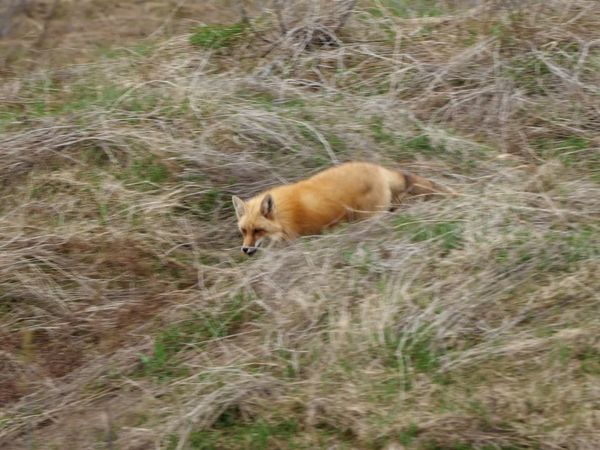 Wild Wild East (LAS) - Zorros