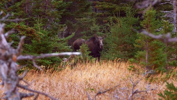 Wild Wild East (LAS) - Tierras Altas