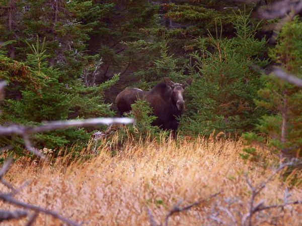 Wild Wild East (LAS) - Tierras Altas