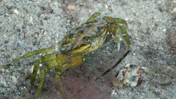 Wild Wild East (LAS) - Crustaceos