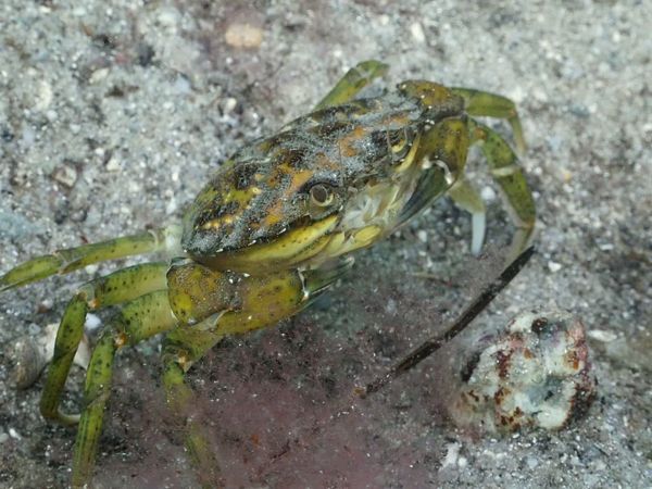 Wild Wild East (LAS) - Crustaceos