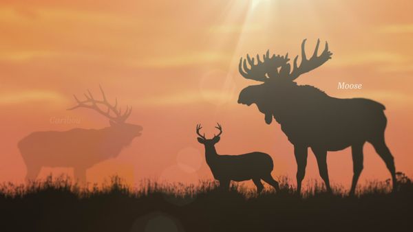 Wild Wild East (LAS) - Venados
