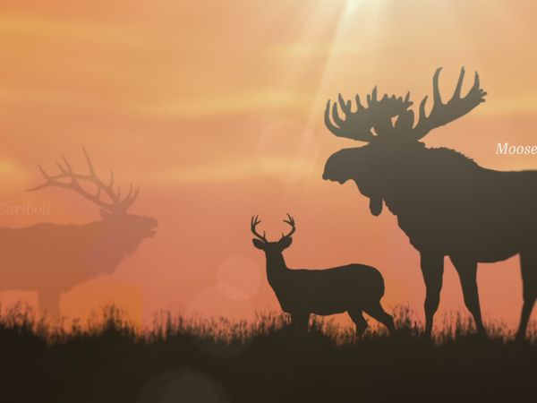 Wild Wild East (LAS) - Venados