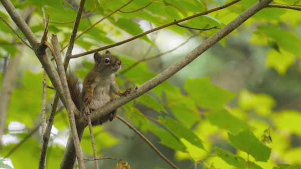 Wild Wild East (LAS) - Ciudades