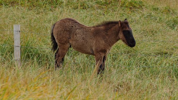 Wild Wild East (LAS) - Caballos de San Pedro y Miquelón