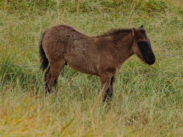 Wild Wild East (LAS) - Caballos de San Pedro y  Miquelón
