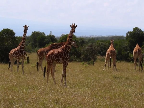 Los diarios de Ol Pejeta - Arco de Baringo