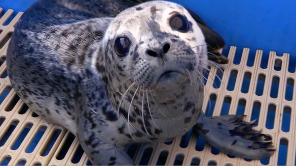 Xploration Awesome Planet - Animal Rescues