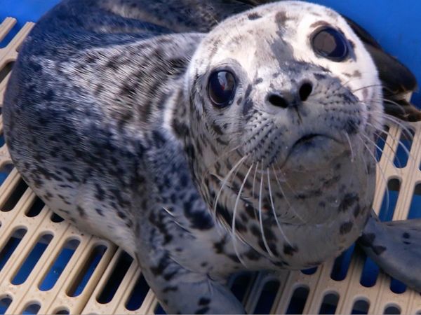 Xploration Awesome Planet - Animal Rescues