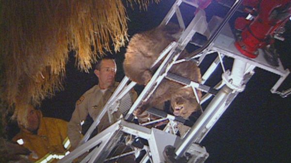COPS - Bear the Cost