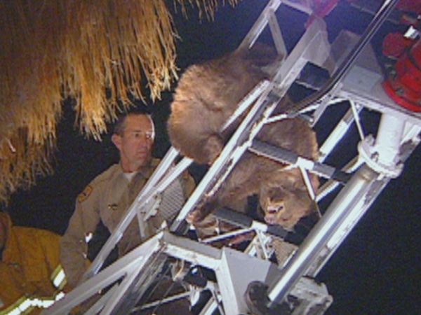 COPS - Bear the Cost