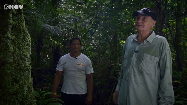 Drauzio em Campo Amazonia - A fragilidade da floresta