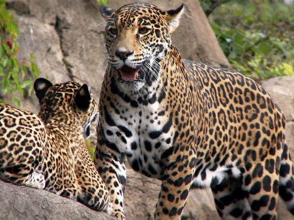 Baby Animals In Our World - Más bebés urbanos