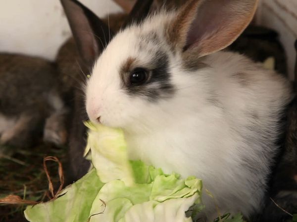 Baby Animals In Our World - Más bebés en la granja