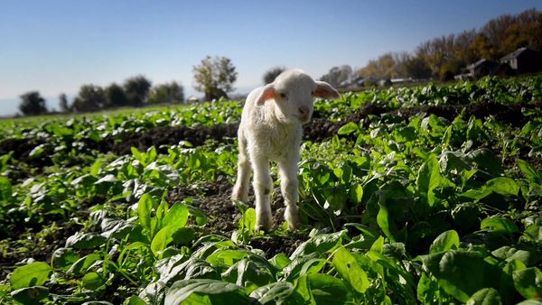 Baby Animals In Our World - Bebés en la granja