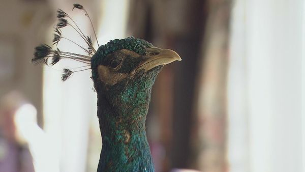 Antiques Road Trip - Christina Trevanion and Philip Serrell, Day 4