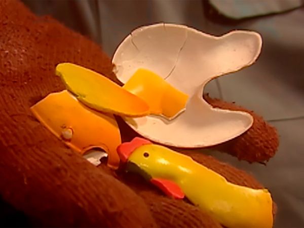 Cocoricó - Os Caçadores da galinha perdida