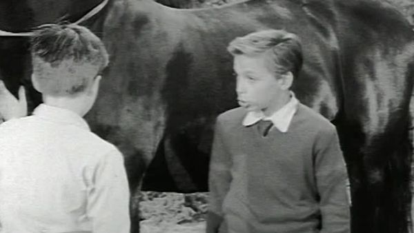 Fury - Die Abenteuer eines Pferdes - Schuldruck
