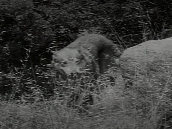 Fury - Die Abenteuer eines Pferdes - Wölfe