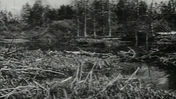 Fury - Die Abenteuer eines Pferdes - Kräfte der Natur