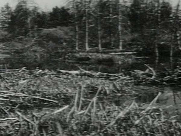 Fury - Die Abenteuer eines Pferdes - Kräfte der Natur