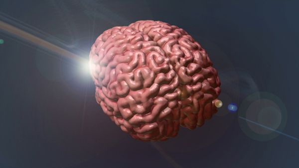 The Human Spark - Brain Matters