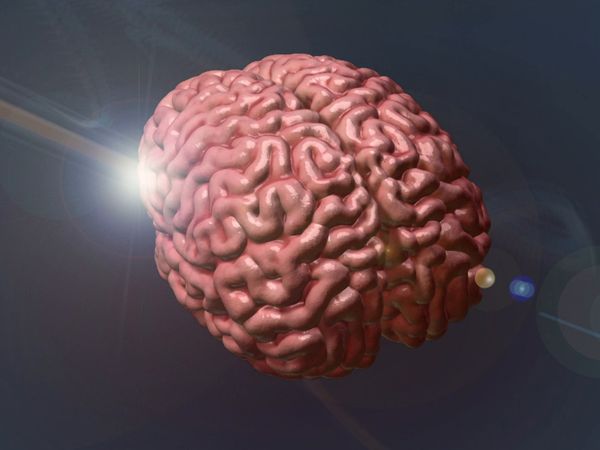 The Human Spark - Brain Matters