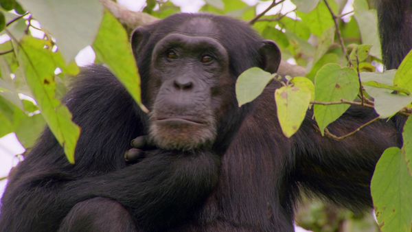 Wonders - What are Animals Saying?
