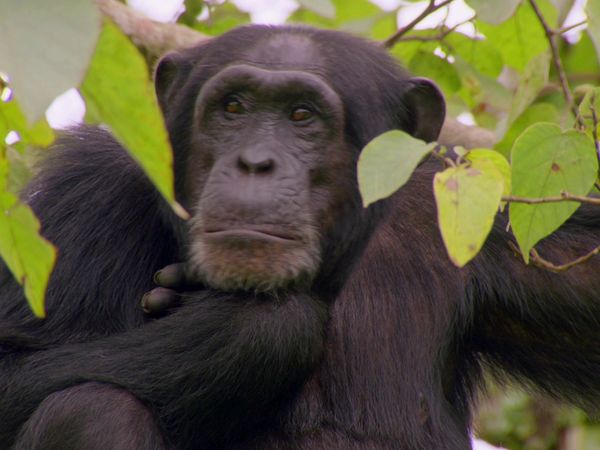 Wonders - What are Animals Saying?