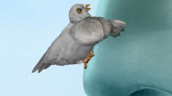 Wonder Pets - Save the Pigeon!/Save the Dinosaur!