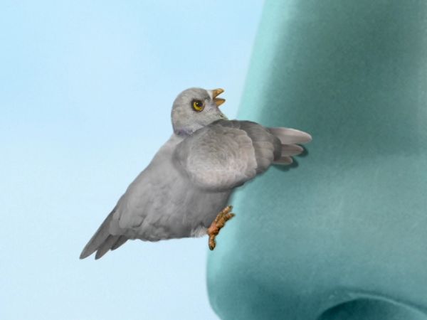 Wonder Pets - Save the Pigeon!/Save the Dinosaur!