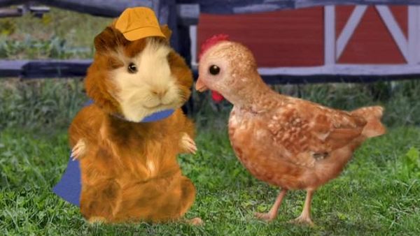 Wonder Pets - Save the Griffin!/Save the Rooster!