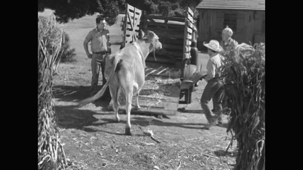 The Real McCoys - Cupid Wore a Tail