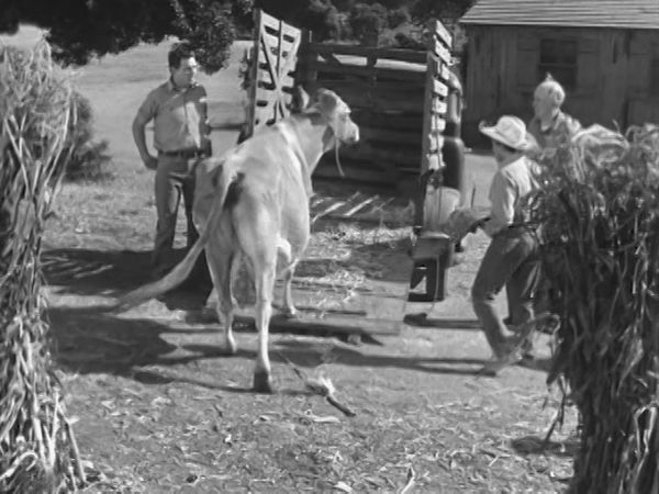 The Real McCoys - Cupid Wore a Tail
