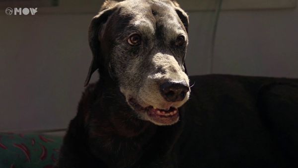 Amor de Bicho BR - Marcia, Moby, Bebel e Bidu