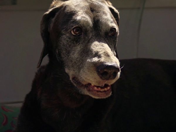 Amor de Bicho BR - Marcia, Moby, Bebel e Bidu