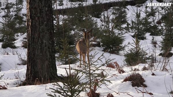 Jakt Är Jakt - Småland Drevjakt