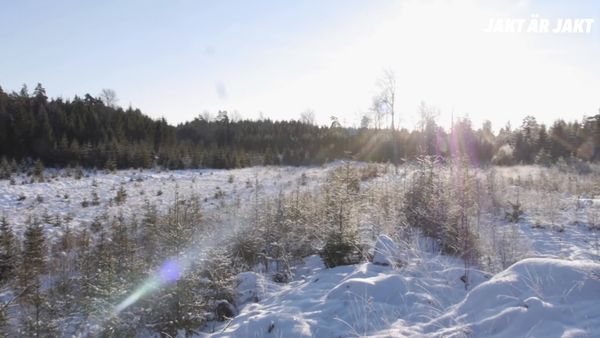 Jakt Är Jakt - Drevjakt I Vinterkyla, Kråkfågel & Hunting Crashers