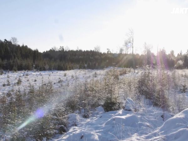 Jakt Är Jakt - Drevjakt I Vinterkyla, Kråkfågel & Hunting Crashers