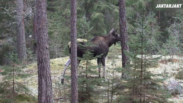 Jakt Är Jakt - Ser Älg Men Skjuter Dov!