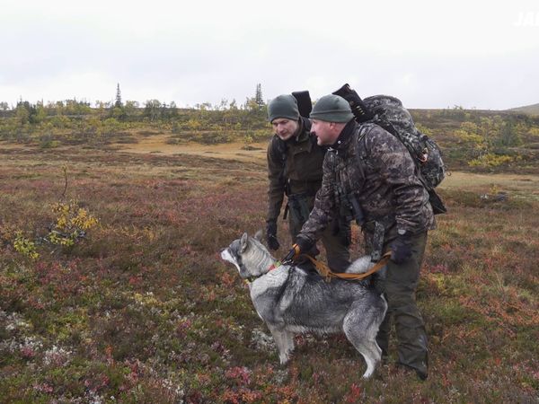 Jakt Är Jakt - Älgjakt I Medstugan