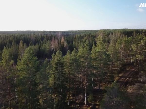 Jakt Är Jakt - Drevjakt I Vibyholm