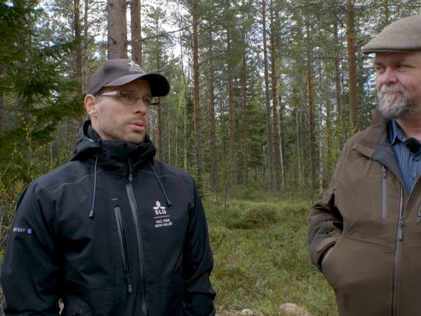 Jakt Är Jakt - Viltsamverkan I Brandens Spår