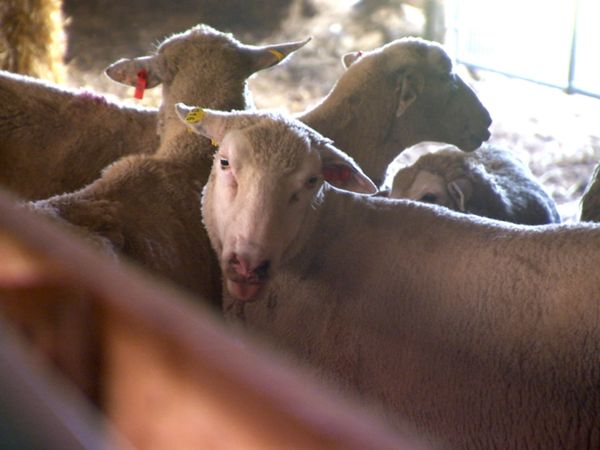 Pitchin' In - Lamb