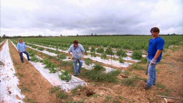 Pitchin' In - Tomatoes