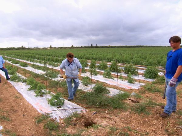 Pitchin' In - Tomatoes