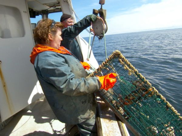 Pitchin' In - Lobster